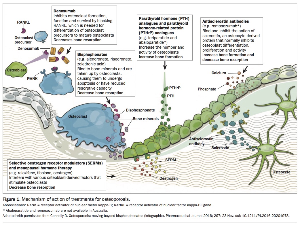 Romosozumab australia