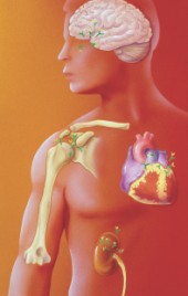 © BRYSON BIOMEDICAL ILLUSTRATIONS/CUSTOM MEDICAL STOCK PHOTO/SPL