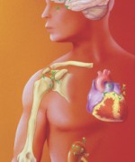 © BRYSON BIOMEDICAL ILLUSTRATIONS/CUSTOM MEDICAL STOCK PHOTO/SPL